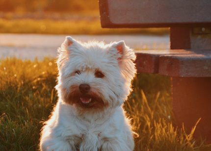 Pets at Periwinkle Park