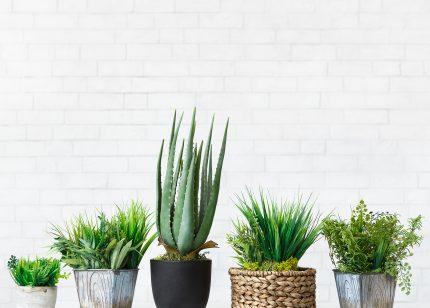 Renters’ Guide: Indoor Gardening